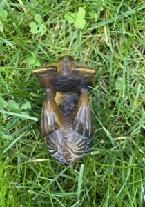 Bruine draak van Tijgeroog 003