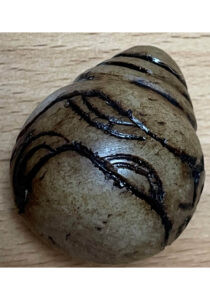 Luxe set Chumpi khuyas2