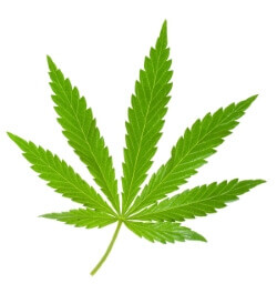 Hennepblad_klein_CBD